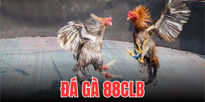 Đá Gà 88CLB: Thiên Đường Đấu Trường Chọi Gà 2025