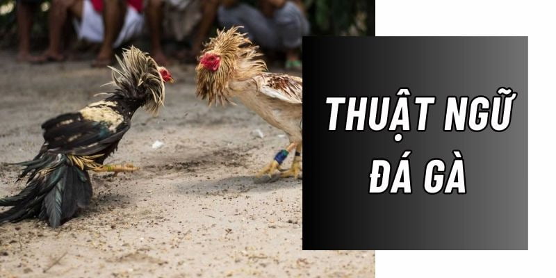 Thuật Ngữ Đá Gà - Giải Đáp Thông Tin Cho Các Hội Viên