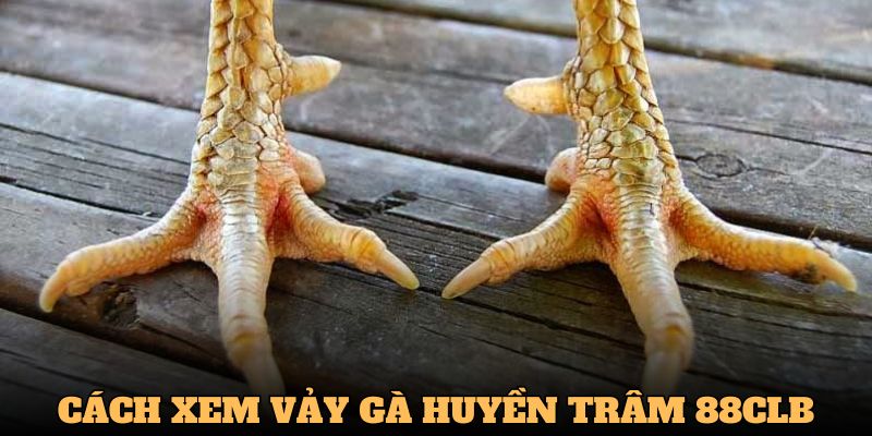 Vảy Gà Huyền Trâm - Cùng 88CLB Nhận Diện & Cá Cược Hiệu Quả 2025